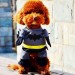 Vestito Completo + Mantello Gatto Cucciolo di Cane Cotone Batman Festa Art.BATMAN
